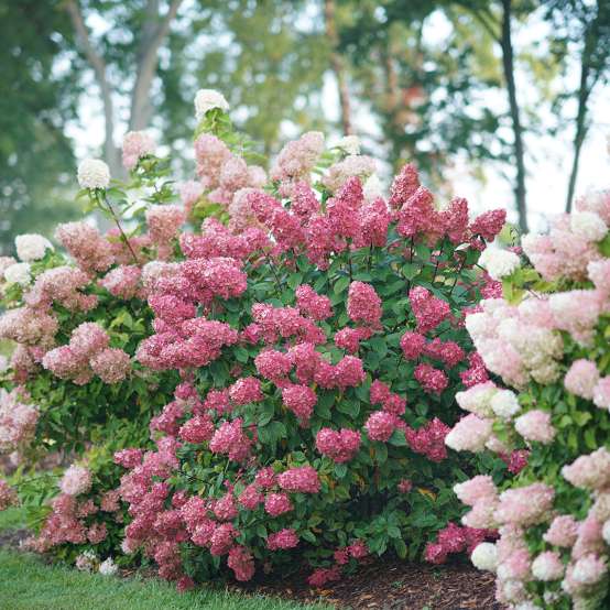 Fire Light panicle hydrangea blooming in a landscape covered in red mophead blooms